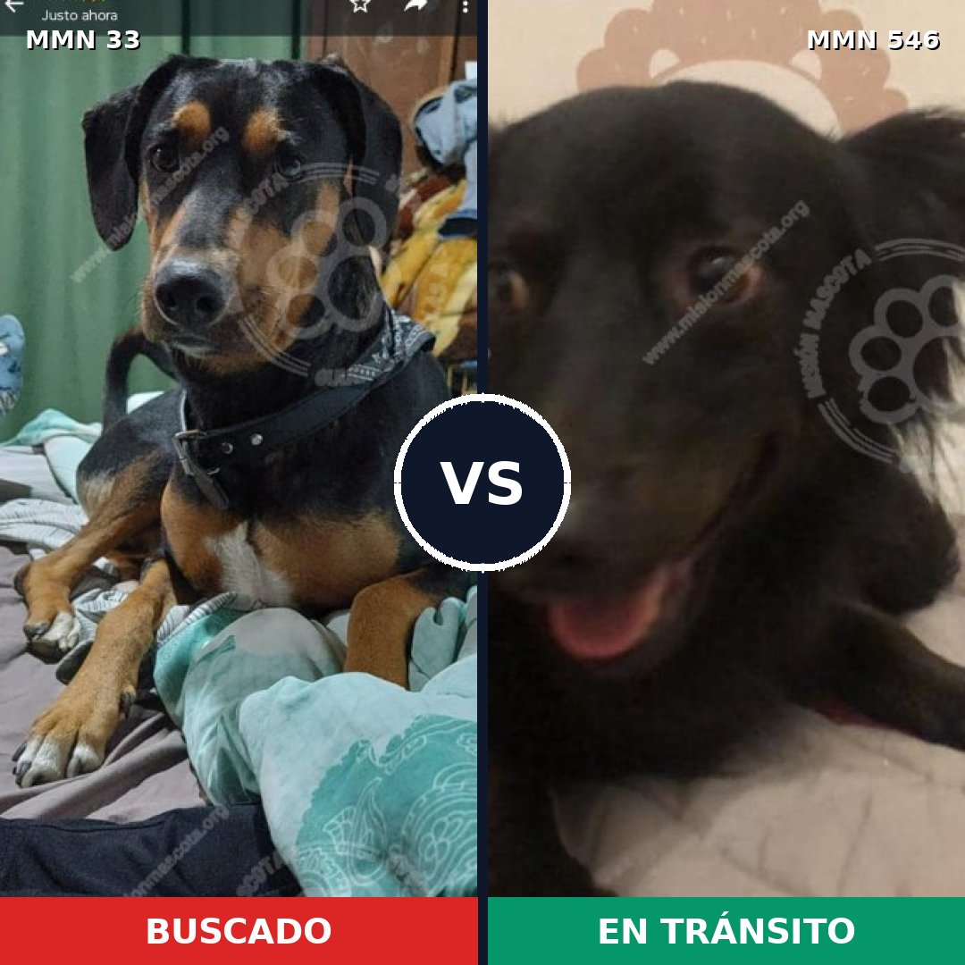 Comparativa MMS 1558: mascota perdida y mascota encontrada, 59% de similitud