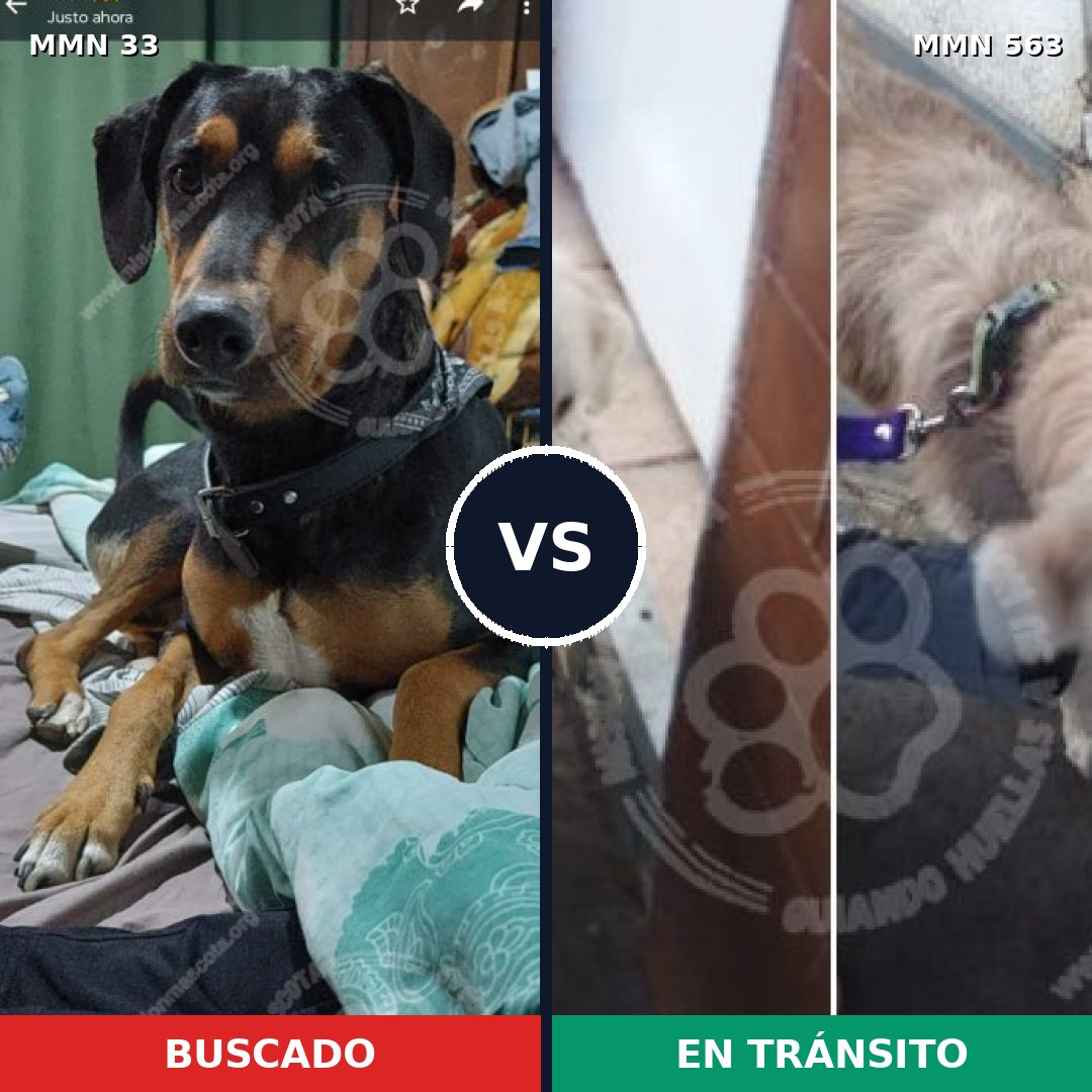 Comparativa MMS 1559: mascota perdida y mascota encontrada, 26% de similitud