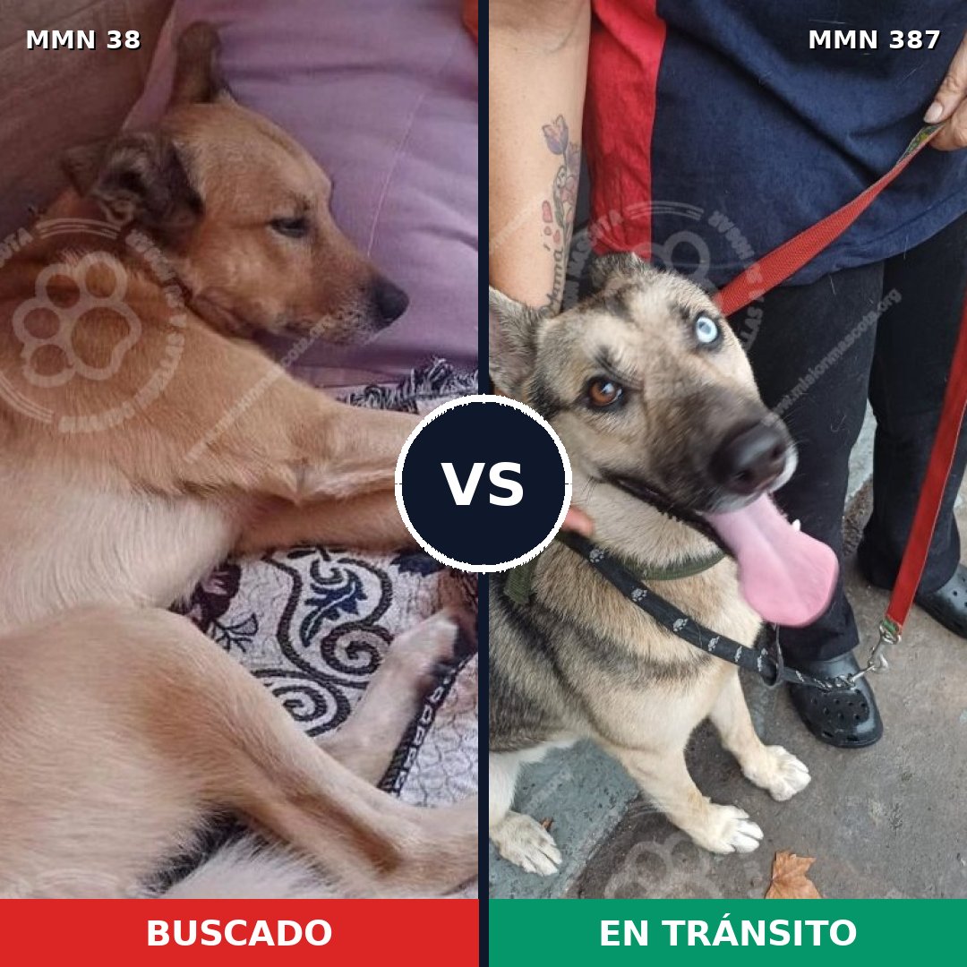Comparativa MMS 156: mascota perdida y mascota encontrada, 40% de similitud