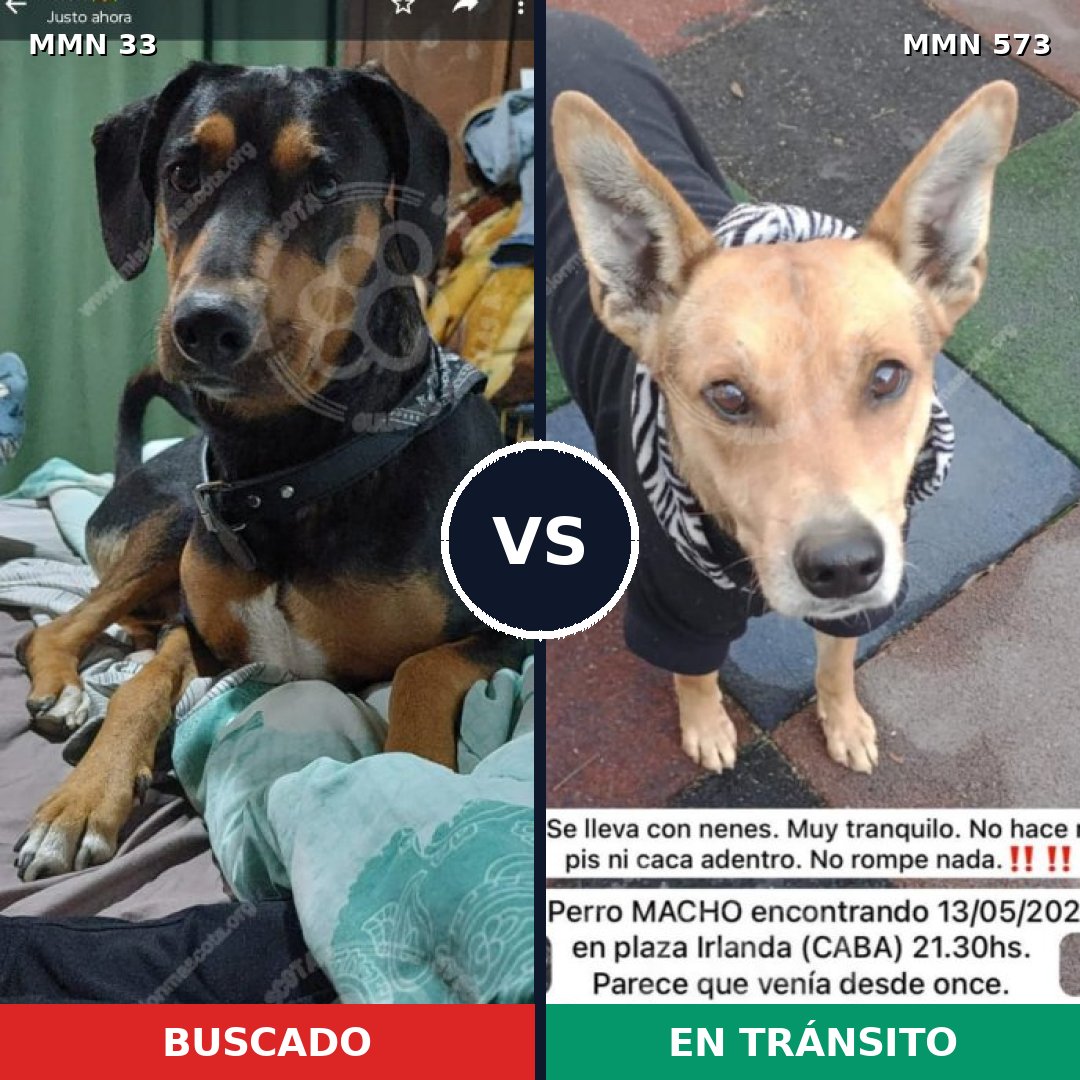 Comparativa MMS 1560: mascota perdida y mascota encontrada, 69% de similitud