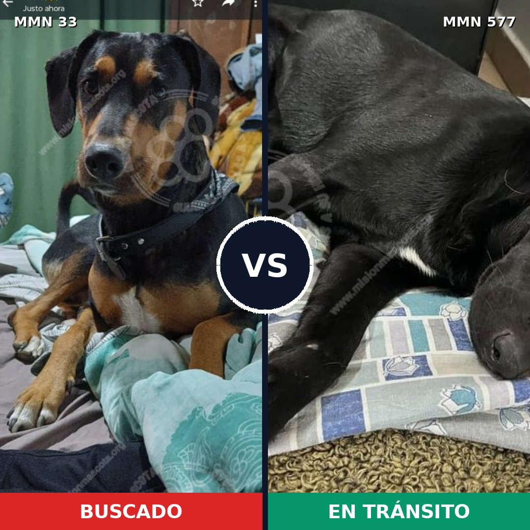 Comparativa MMS 1561: mascota perdida y mascota encontrada, 70% de similitud