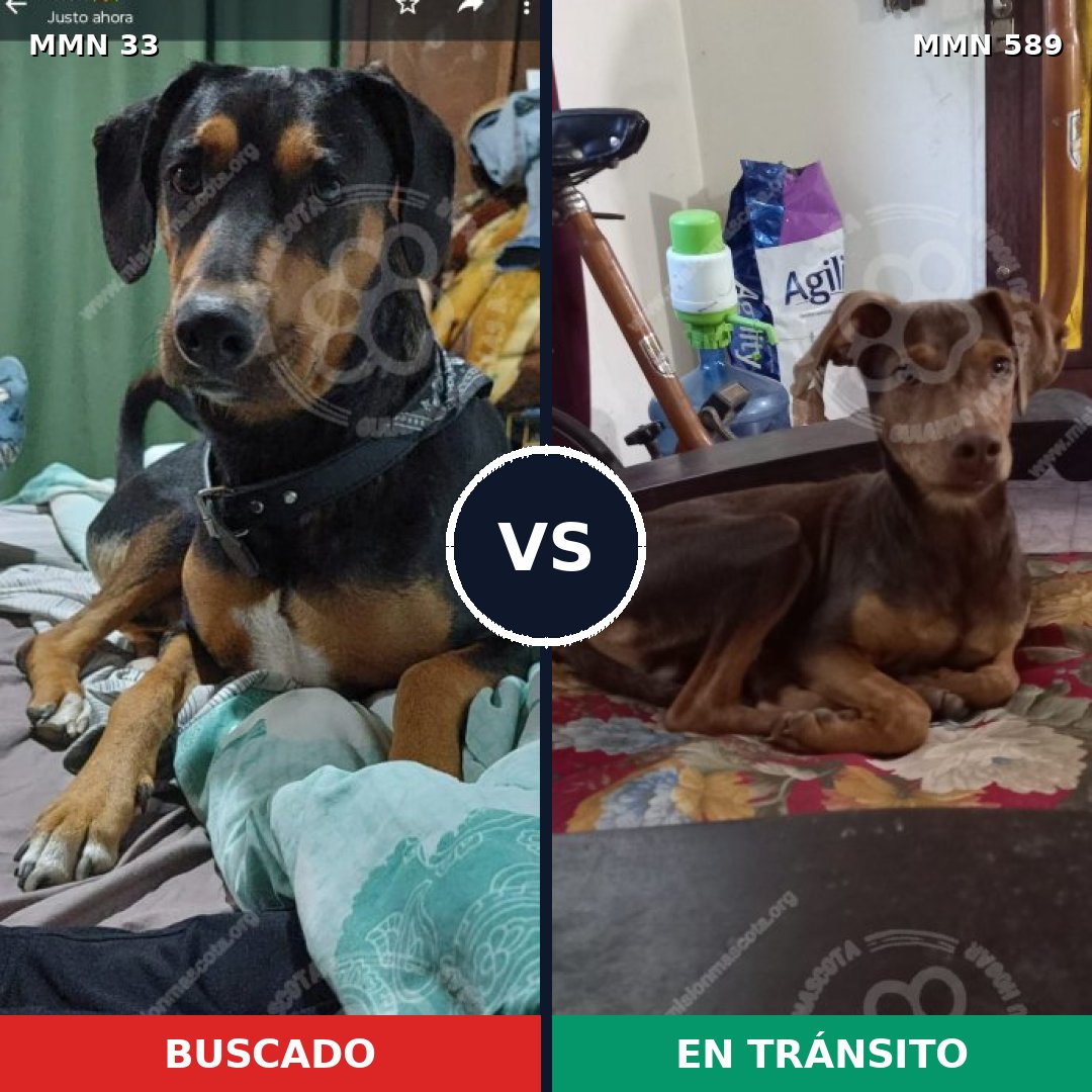Comparativa MMS 1563: mascota perdida y mascota encontrada, 46% de similitud