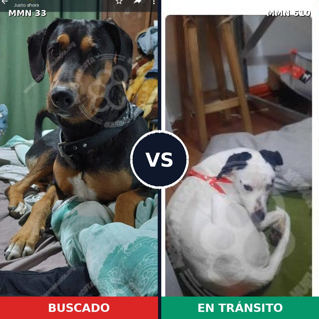 Comparativa MMS 1564: mascota perdida y mascota encontrada, 67% de similitud