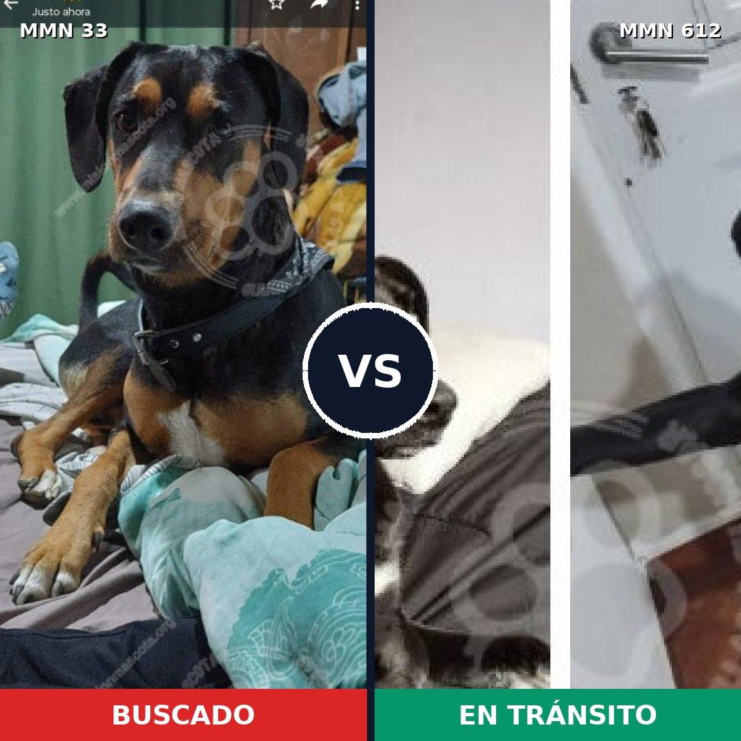 Comparativa MMS 1565: mascota perdida y mascota encontrada, 70% de similitud