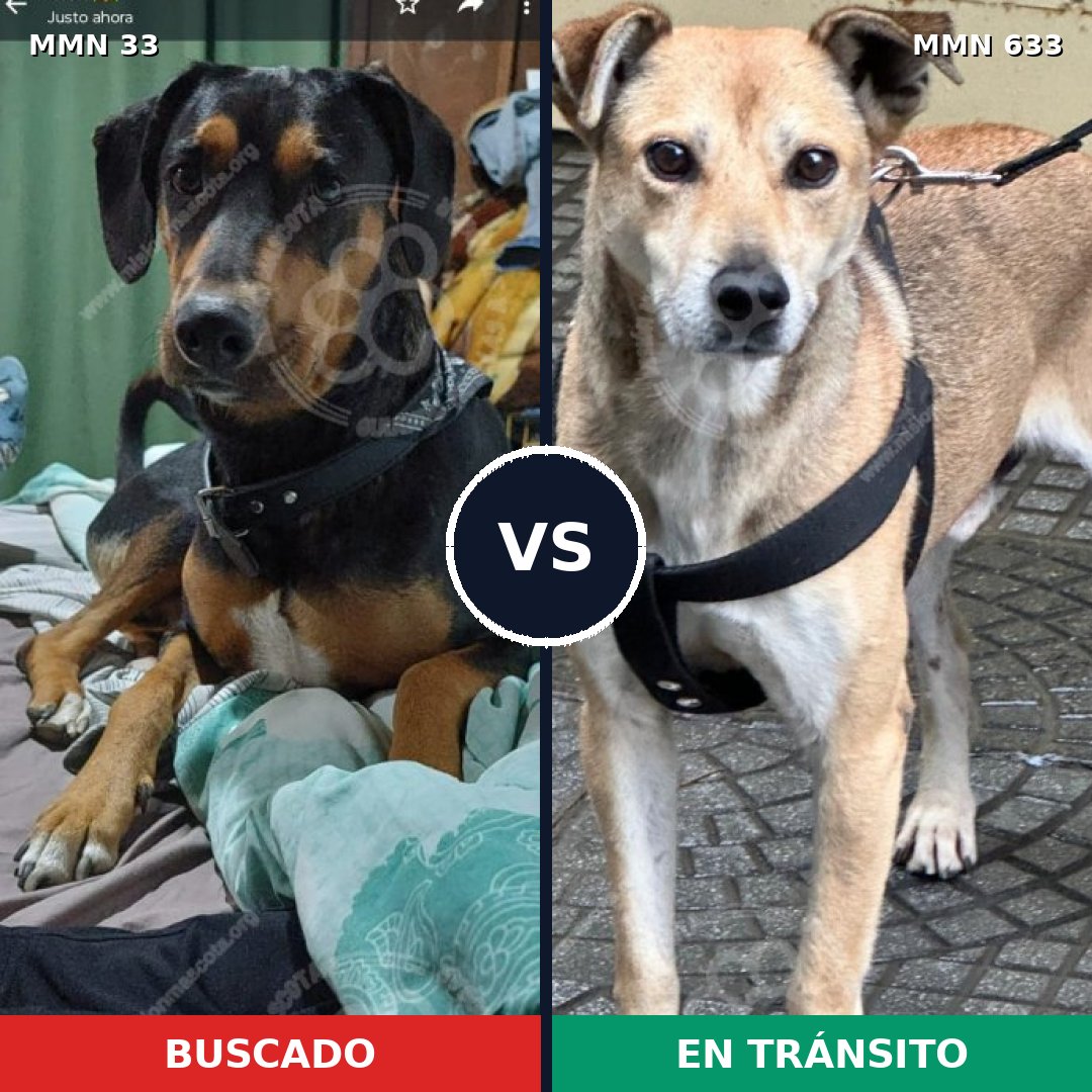 Comparativa MMS 1566: mascota perdida y mascota encontrada, 65% de similitud