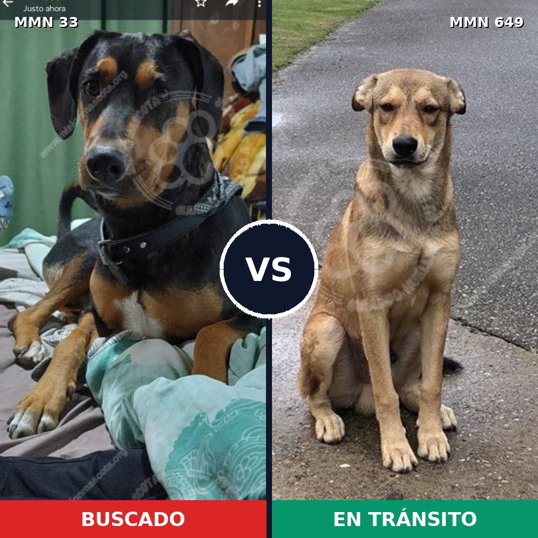 Comparativa MMS 1567: mascota perdida y mascota encontrada, 38% de similitud