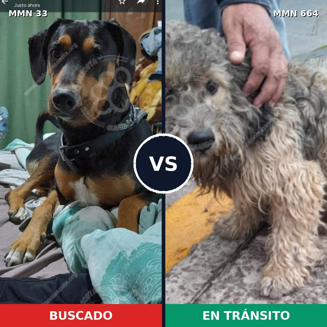 Comparativa MMS 1569: mascota perdida y mascota encontrada, 62% de similitud