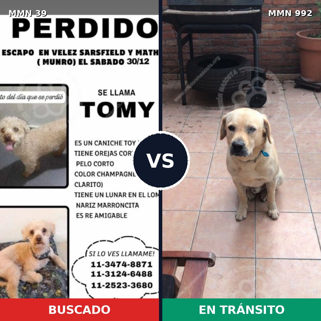 Comparativa MMS 15691: mascota perdida y mascota encontrada, 26% de similitud