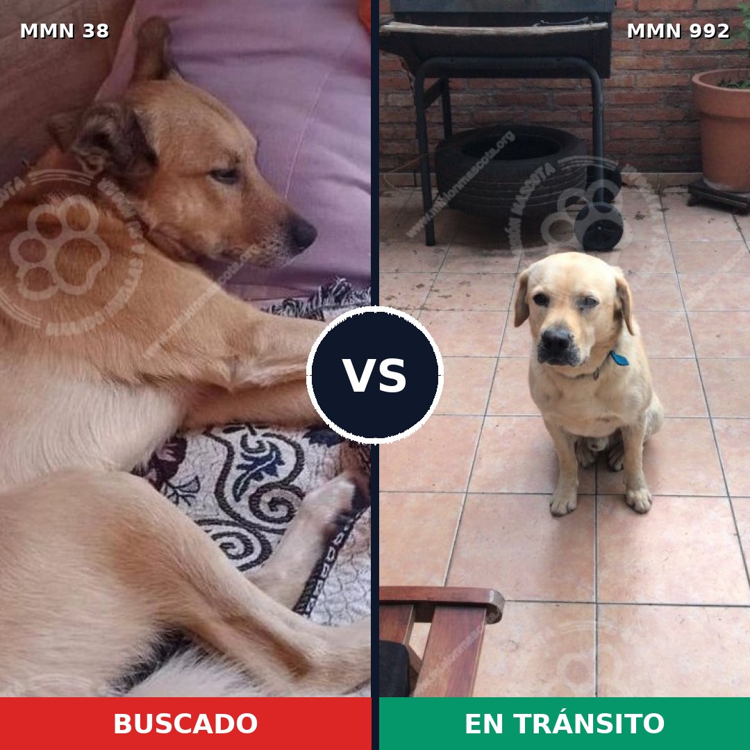 Comparativa MMS 15692: mascota perdida y mascota encontrada, 50% de similitud