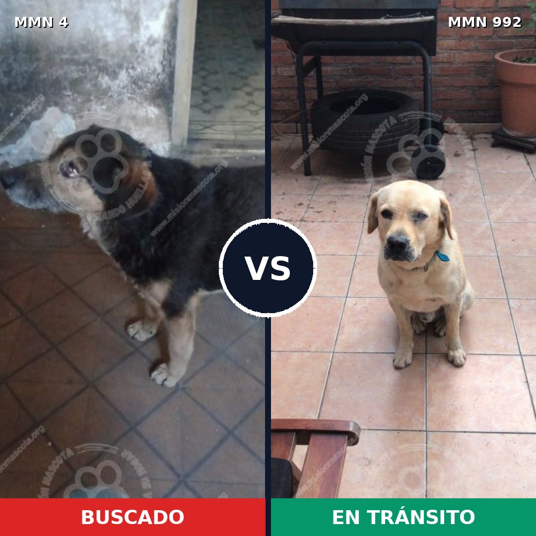 Comparativa MMS 15693: mascota perdida y mascota encontrada, 45% de similitud