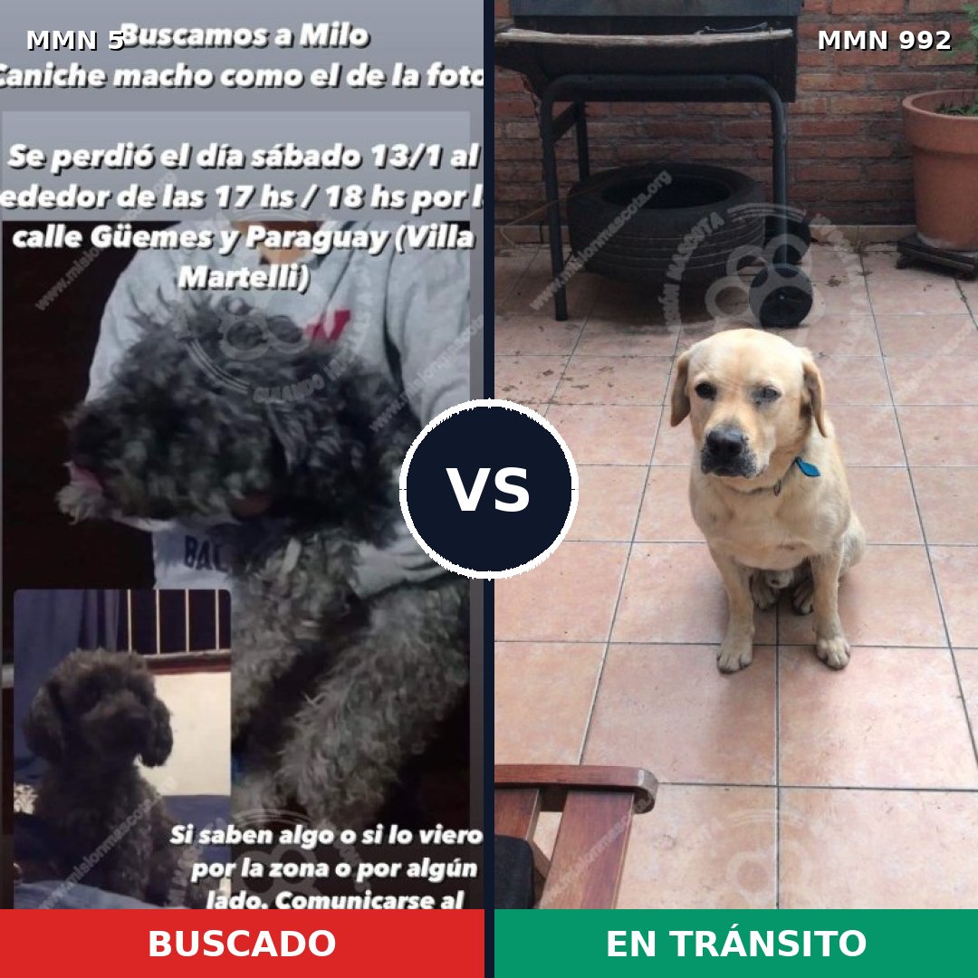 Comparativa MMS 15694: mascota perdida y mascota encontrada, 31% de similitud