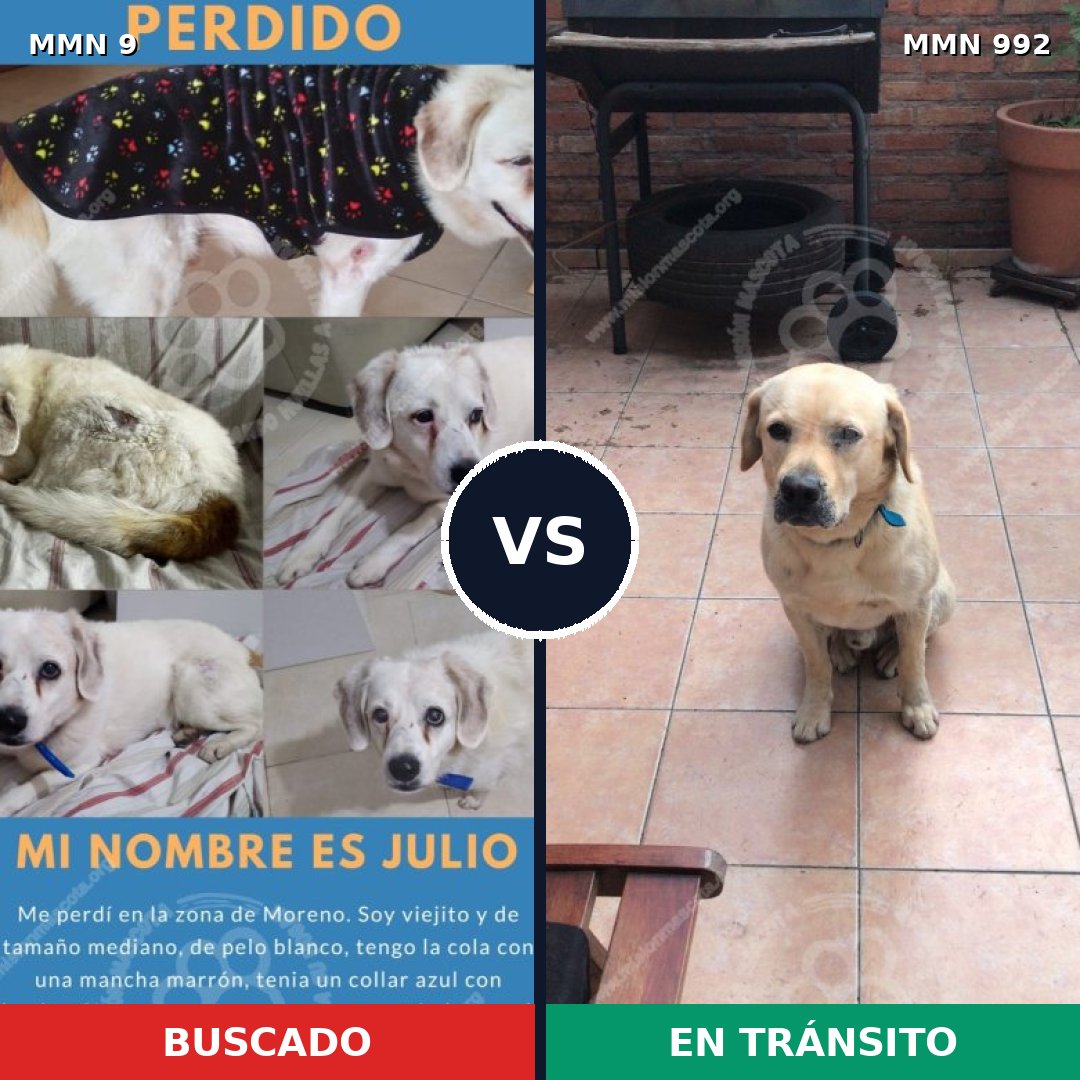 Comparativa MMS 15695: mascota perdida y mascota encontrada, 45% de similitud