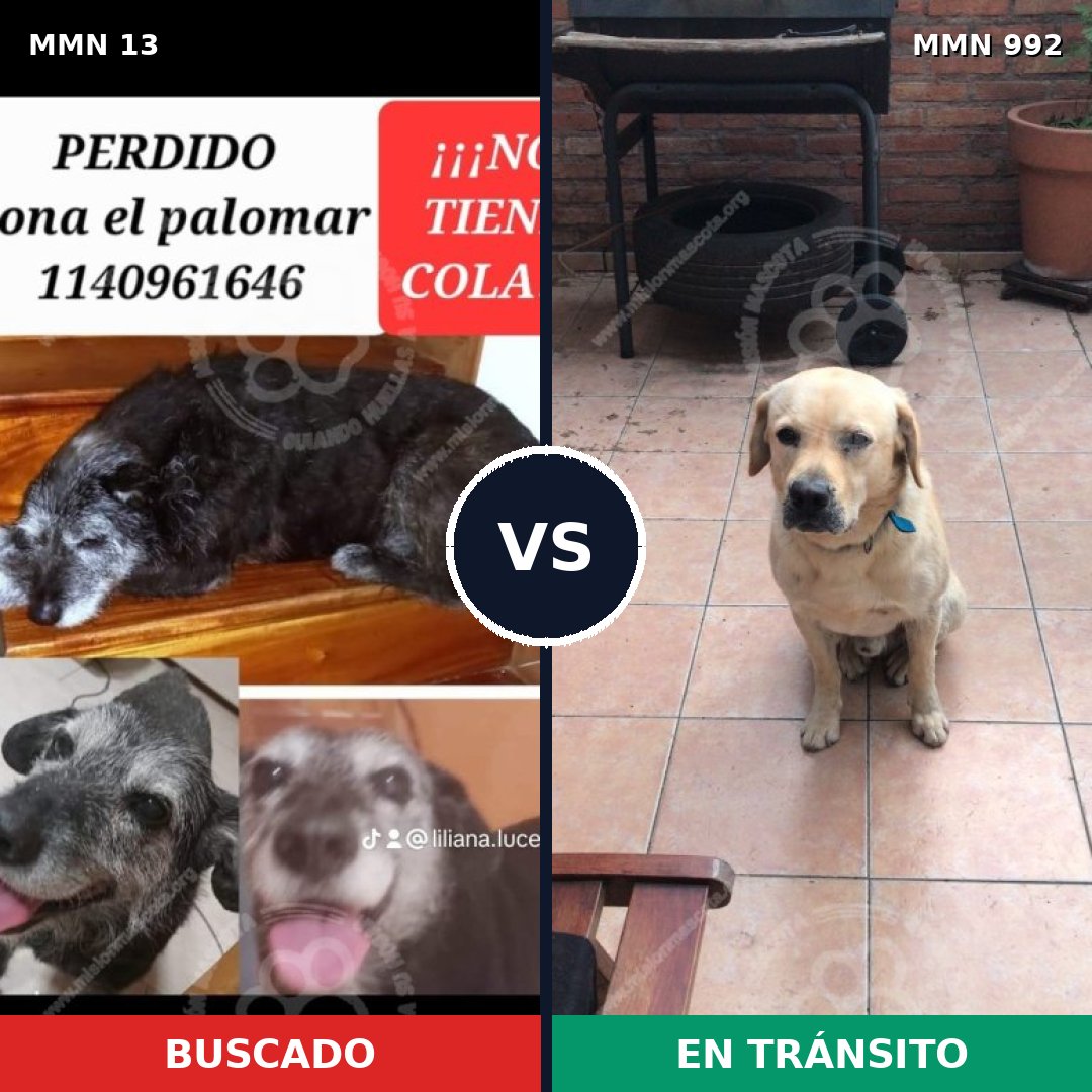 Comparativa MMS 15697: mascota perdida y mascota encontrada, 37% de similitud