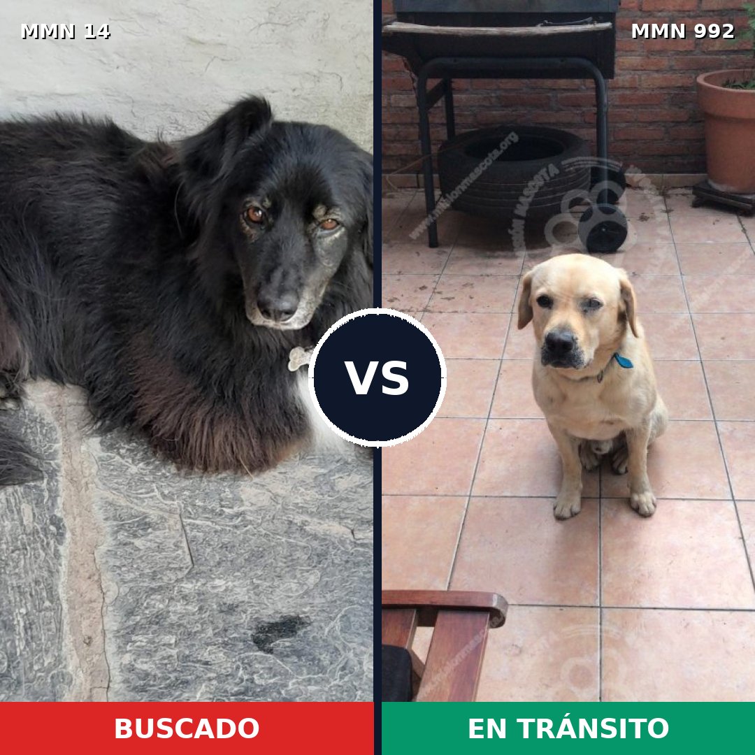 Comparativa MMS 15698: mascota perdida y mascota encontrada, 31% de similitud