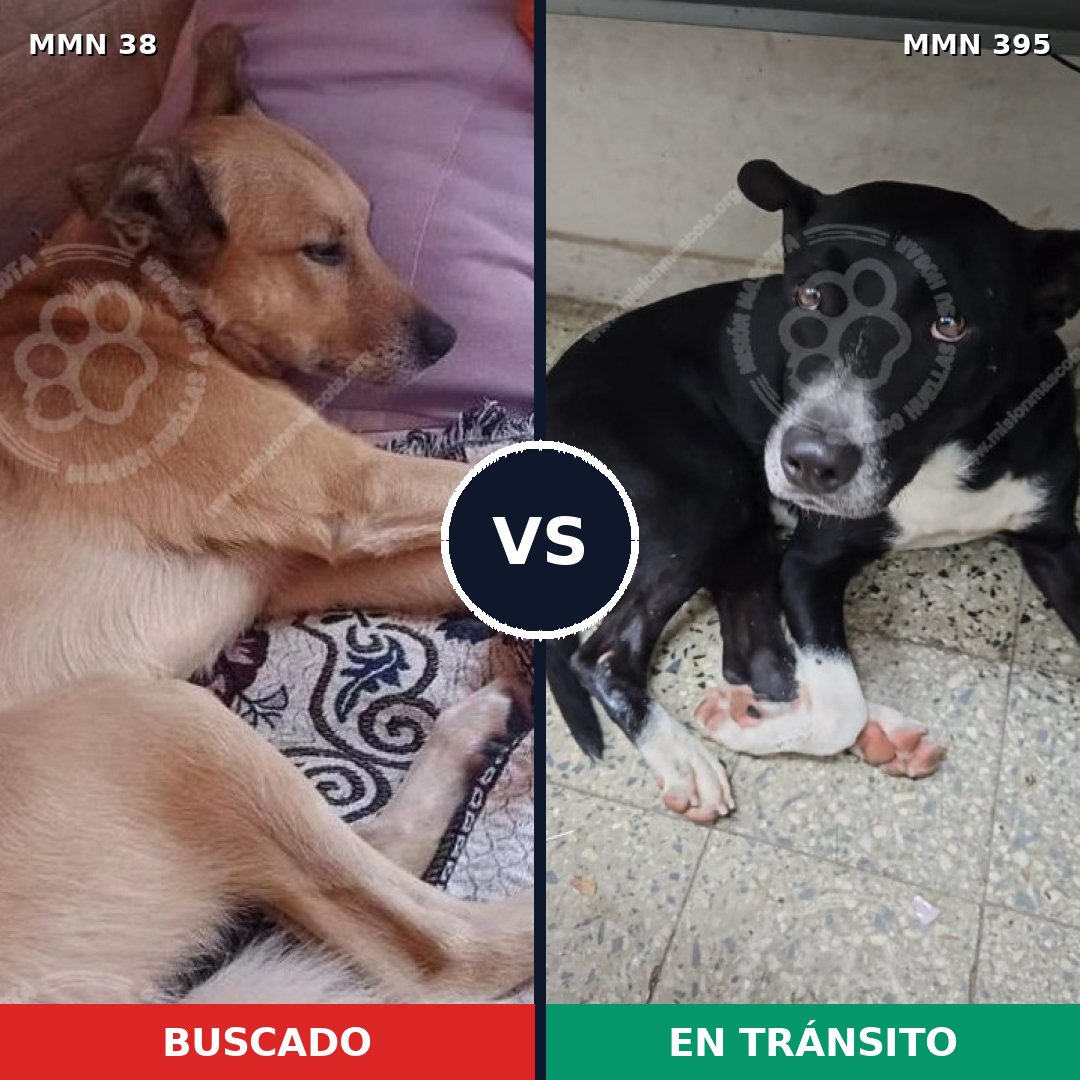 Comparativa MMS 157: mascota perdida y mascota encontrada, 65% de similitud