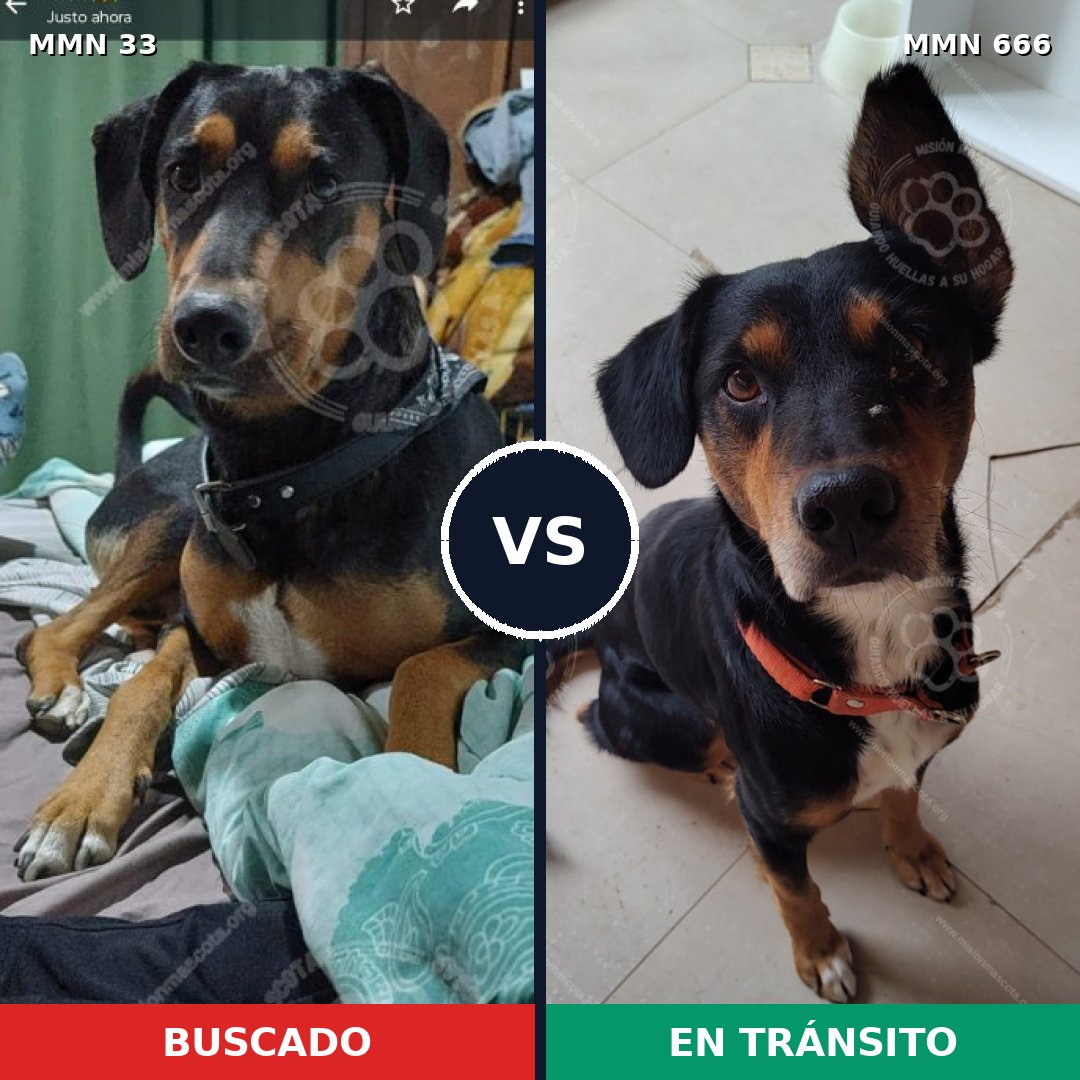 Comparativa MMS 1570: mascota perdida y mascota encontrada, 41% de similitud