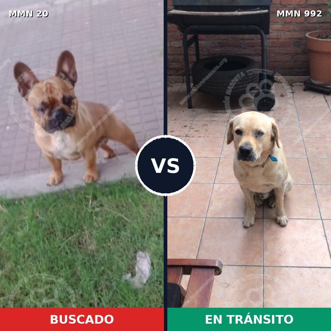 Comparativa MMS 15700: mascota perdida y mascota encontrada, 32% de similitud