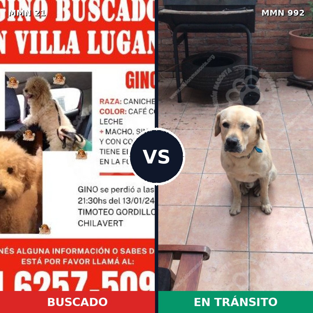 Comparativa MMS 15701: mascota perdida y mascota encontrada, 42% de similitud