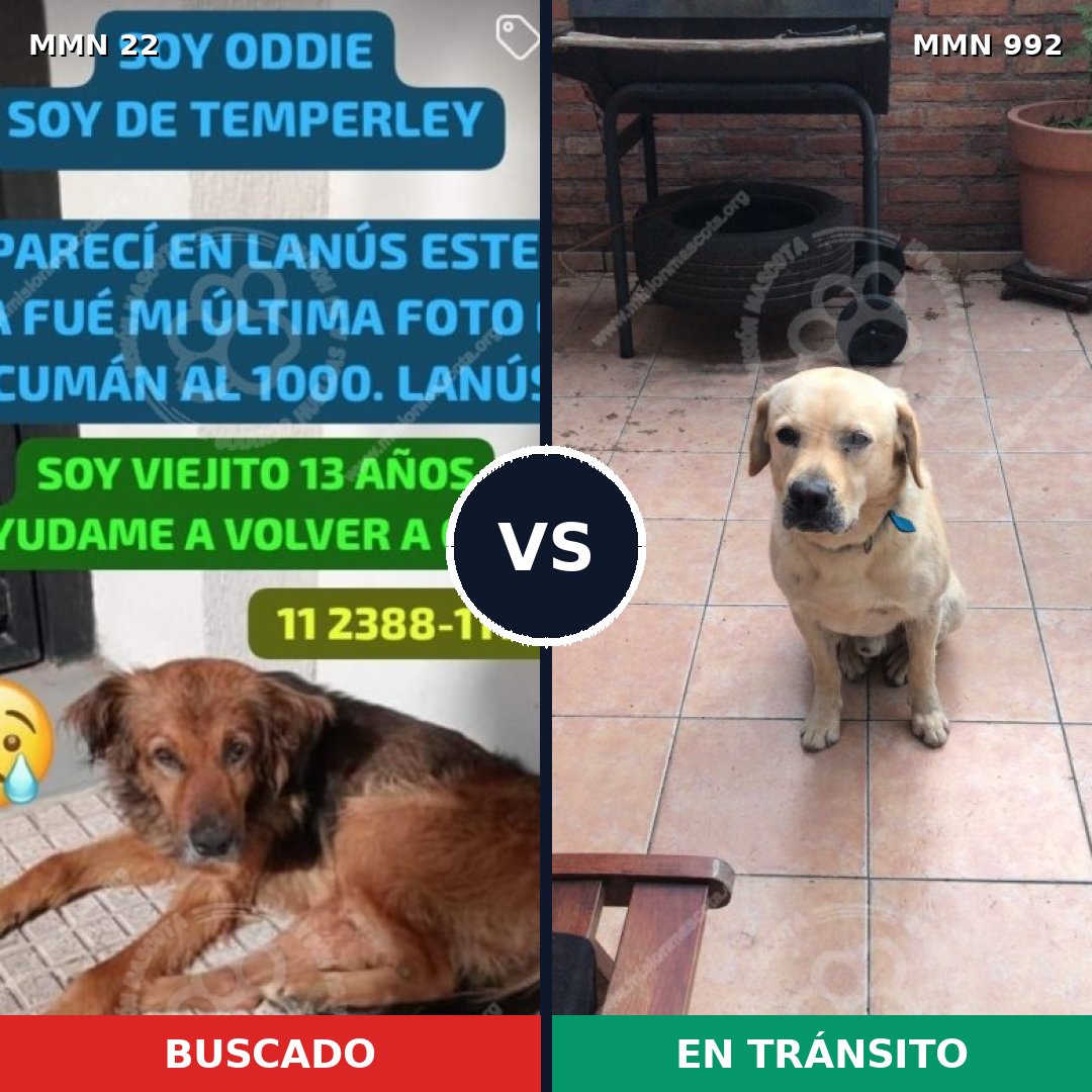 Comparativa MMS 15702: mascota perdida y mascota encontrada, 34% de similitud