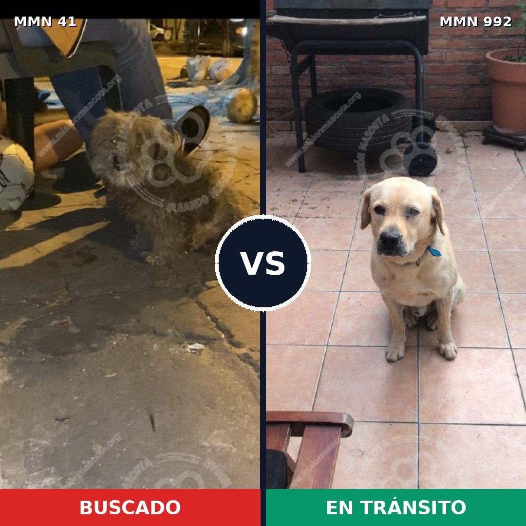 Comparativa MMS 15705: mascota perdida y mascota encontrada, 27% de similitud