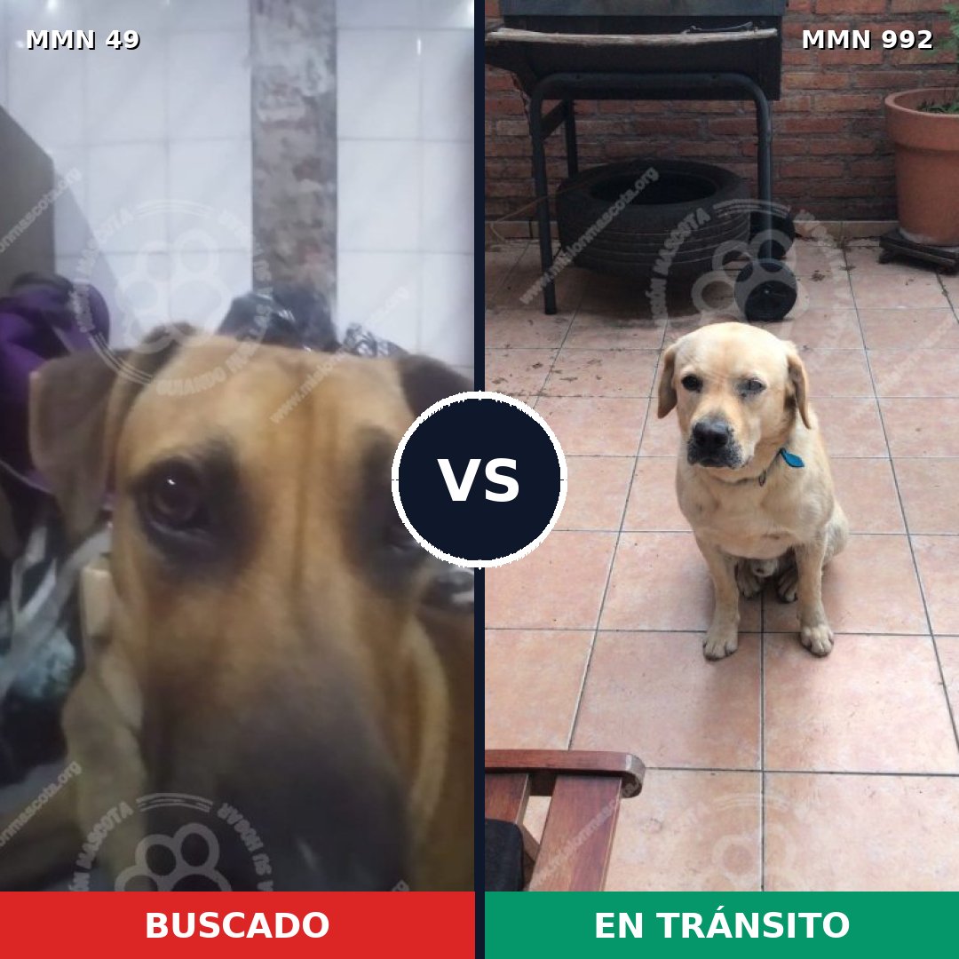 Comparativa MMS 15706: mascota perdida y mascota encontrada, 28% de similitud