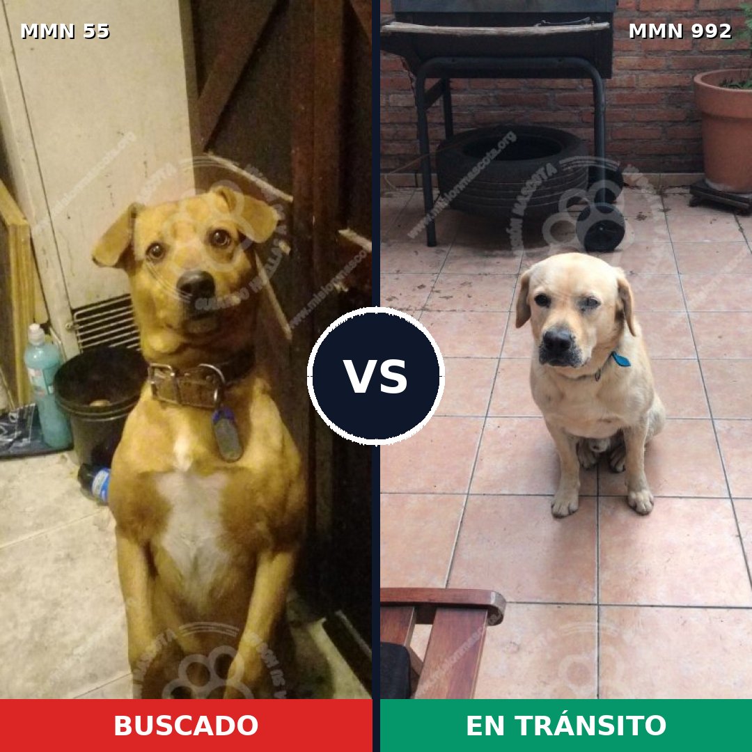 Comparativa MMS 15707: mascota perdida y mascota encontrada, 40% de similitud