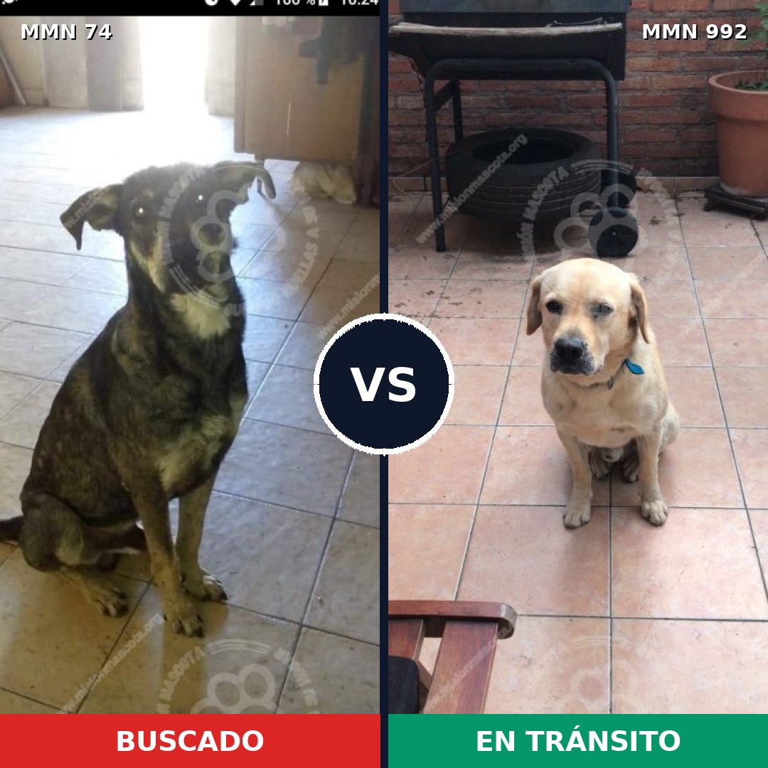 Comparativa MMS 15709: mascota perdida y mascota encontrada, 31% de similitud