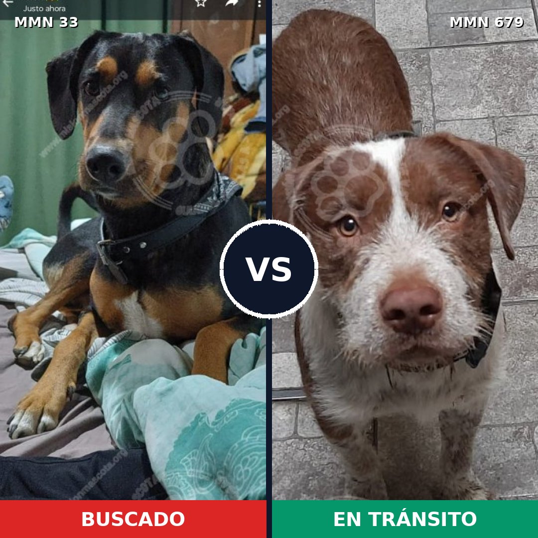 Comparativa MMS 1571: mascota perdida y mascota encontrada, 70% de similitud