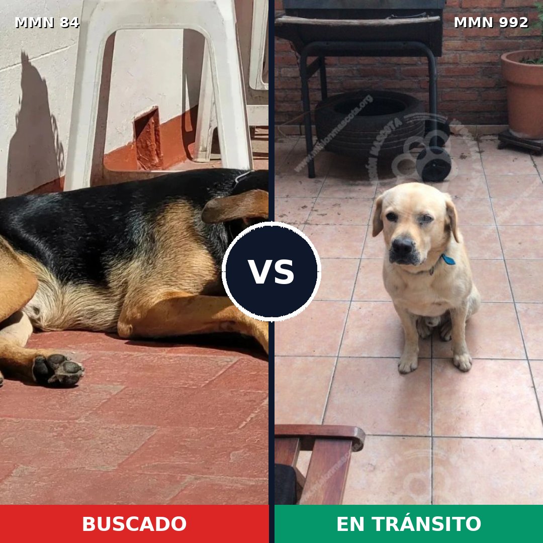 Comparativa MMS 15711: mascota perdida y mascota encontrada, 27% de similitud