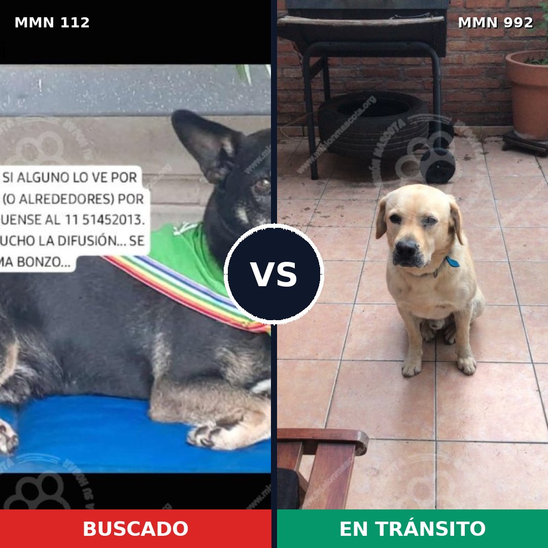 Comparativa MMS 15712: mascota perdida y mascota encontrada, 42% de similitud