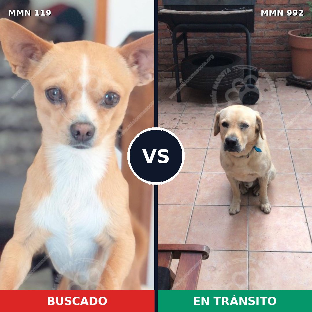 Comparativa MMS 15713: mascota perdida y mascota encontrada, 17% de similitud