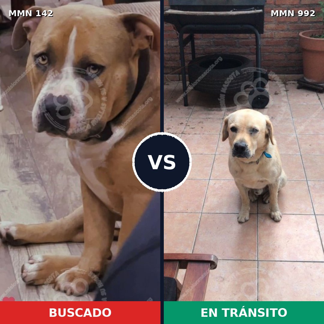 Comparativa MMS 15716: mascota perdida y mascota encontrada, 5% de similitud
