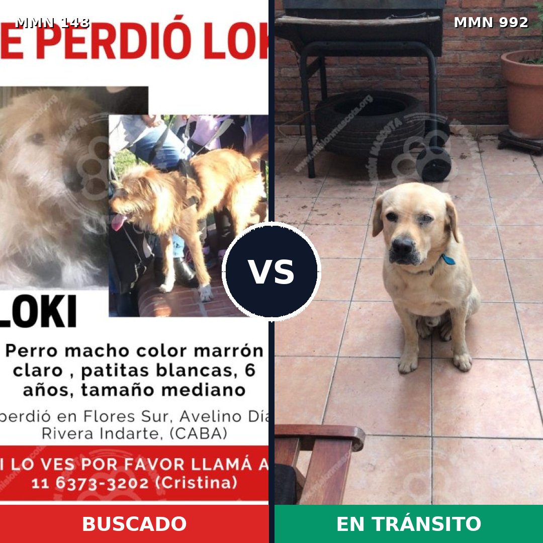 Comparativa MMS 15717: mascota perdida y mascota encontrada, 37% de similitud