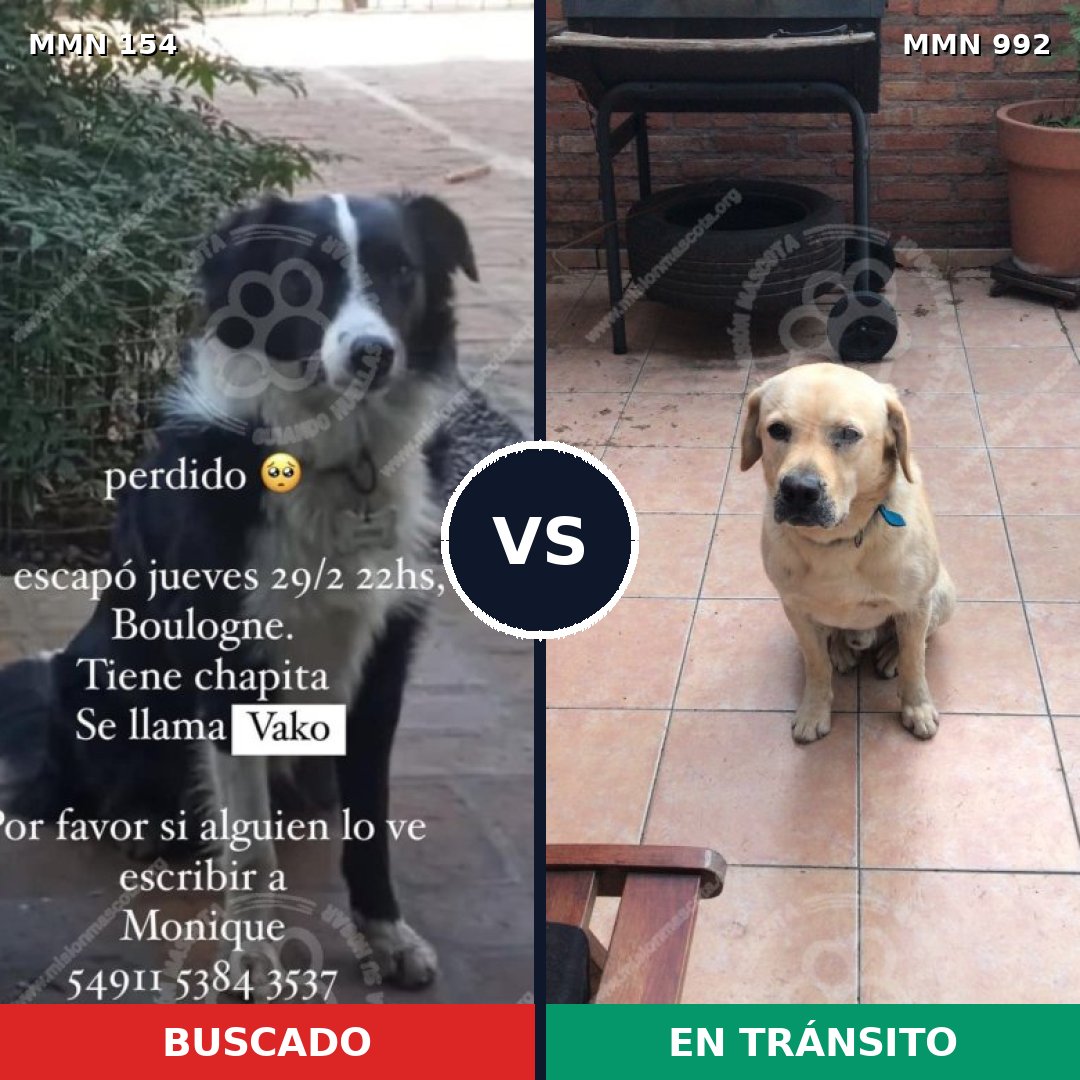 Comparativa MMS 15718: mascota perdida y mascota encontrada, 33% de similitud