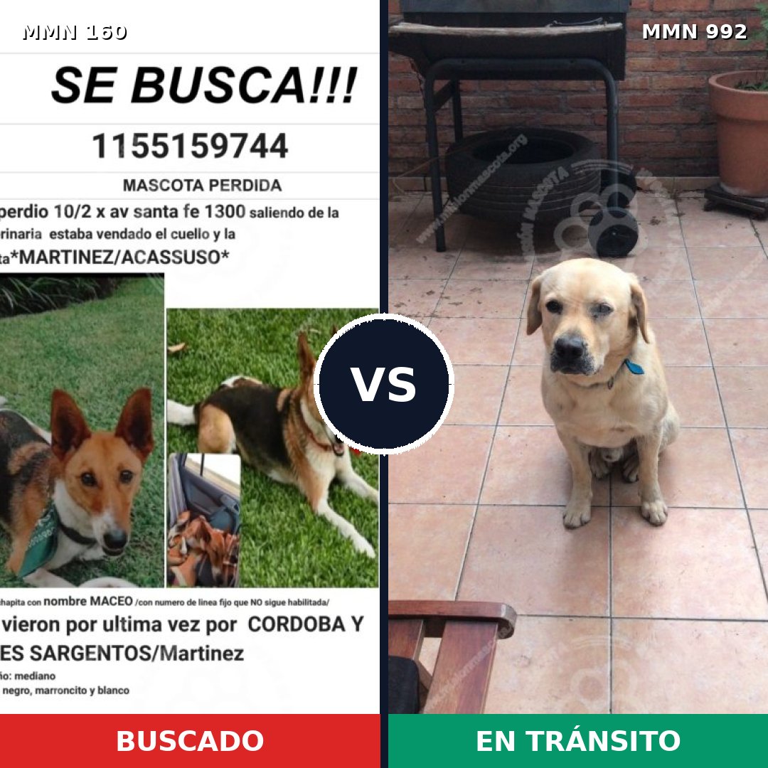 Comparativa MMS 15719: mascota perdida y mascota encontrada, 35% de similitud