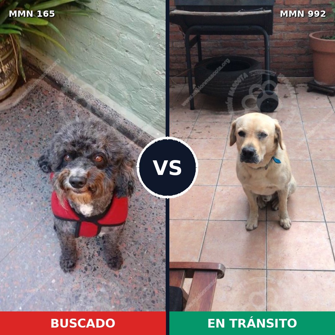 Comparativa MMS 15720: mascota perdida y mascota encontrada, 11% de similitud