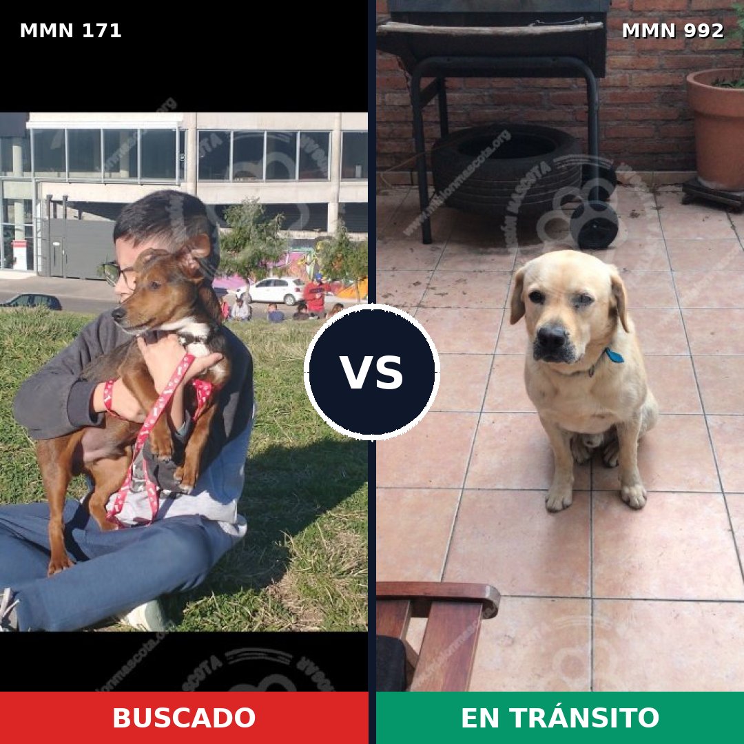 Comparativa MMS 15724: mascota perdida y mascota encontrada, 35% de similitud