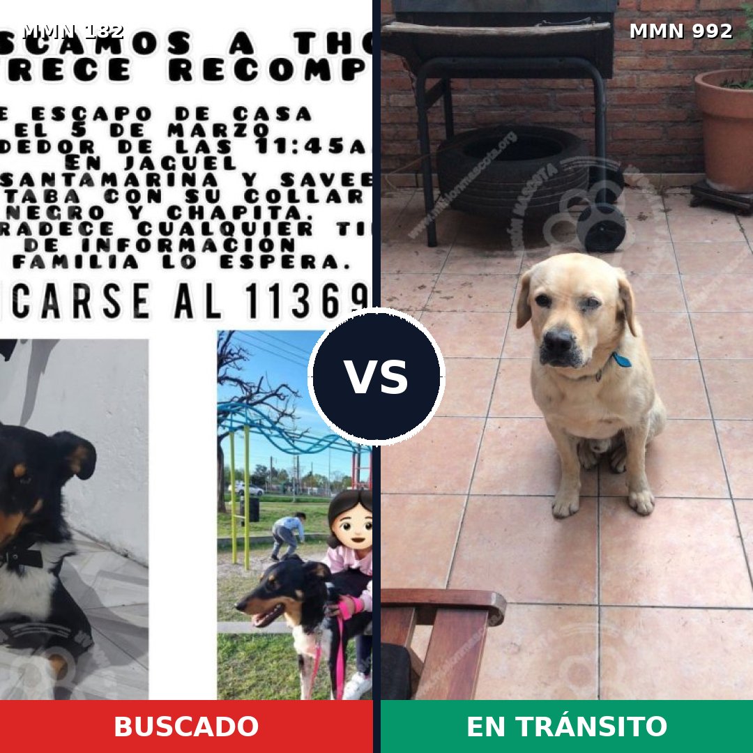 Comparativa MMS 15725: mascota perdida y mascota encontrada, 28% de similitud