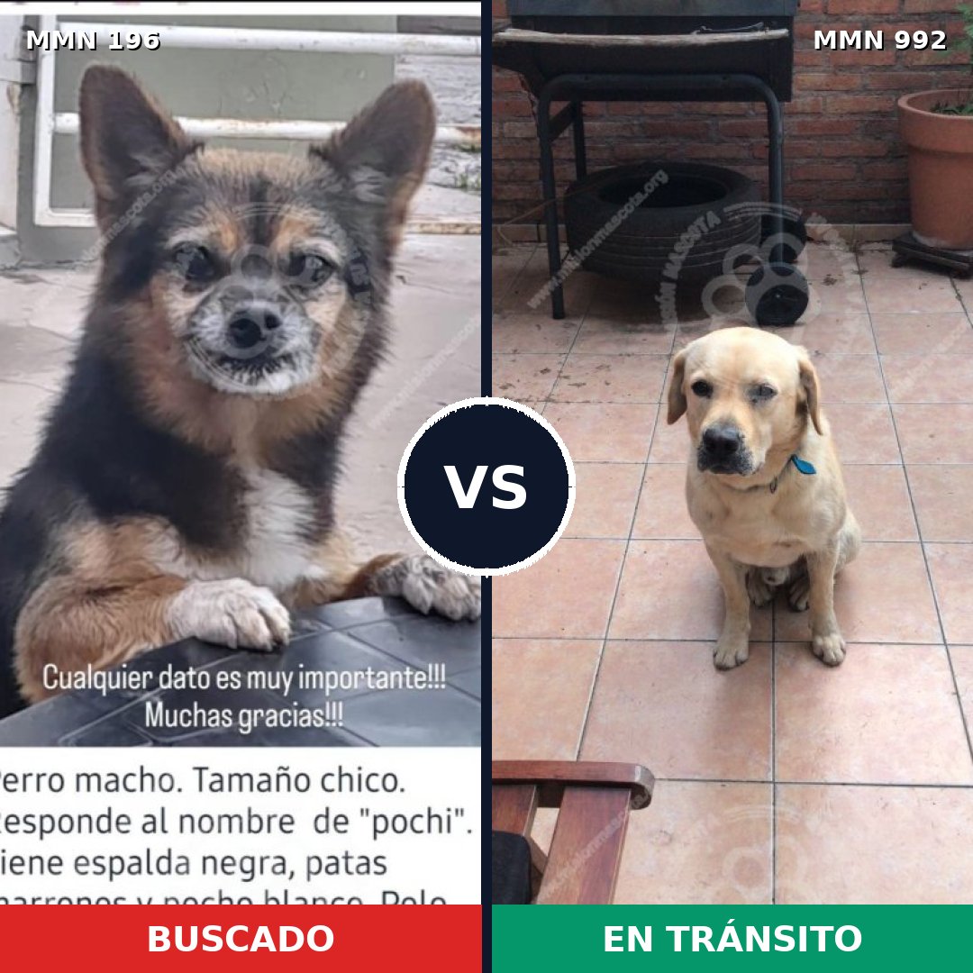 Comparativa MMS 15726: mascota perdida y mascota encontrada, 15% de similitud