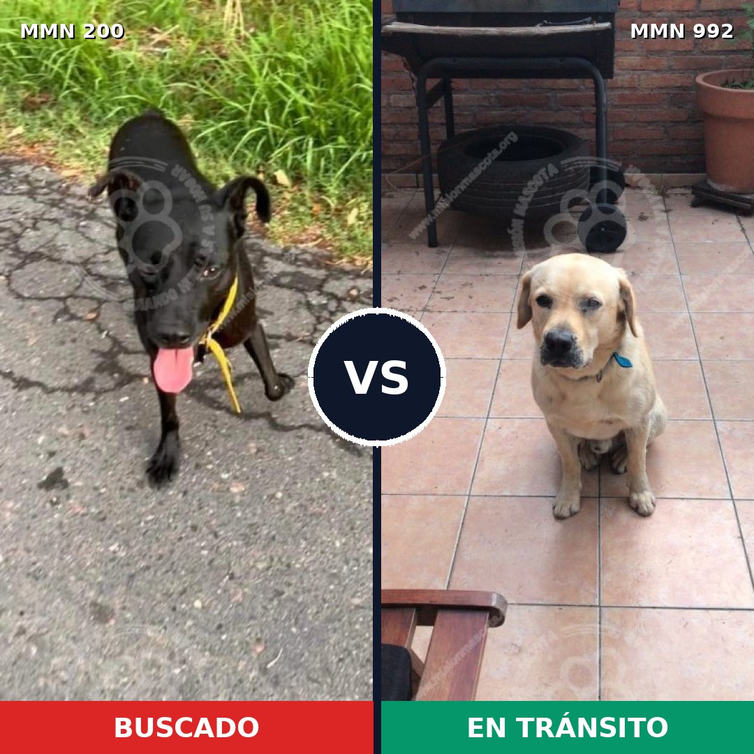 Comparativa MMS 15727: mascota perdida y mascota encontrada, 36% de similitud