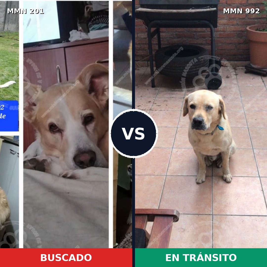 Comparativa MMS 15728: mascota perdida y mascota encontrada, 38% de similitud