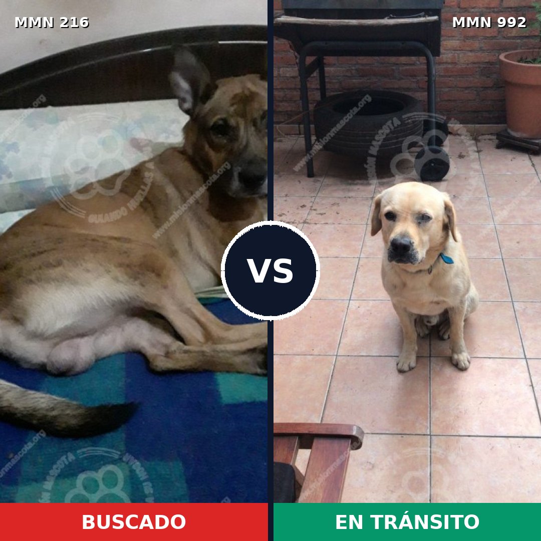 Comparativa MMS 15729: mascota perdida y mascota encontrada, 42% de similitud