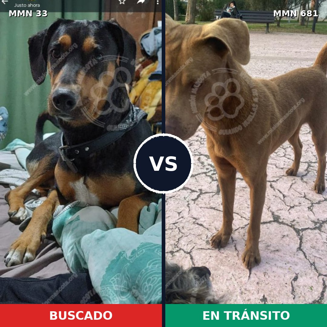 Comparativa MMS 1573: mascota perdida y mascota encontrada, 47% de similitud