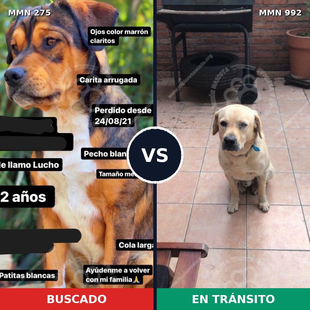 Comparativa MMS 15732: mascota perdida y mascota encontrada, 34% de similitud
