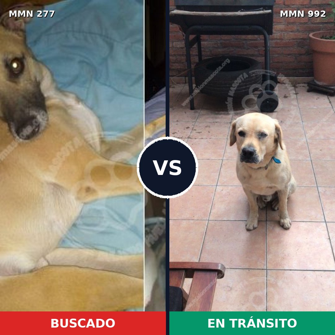 Comparativa MMS 15733: mascota perdida y mascota encontrada, 39% de similitud