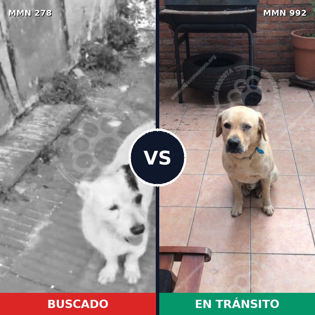 Comparativa MMS 15734: mascota perdida y mascota encontrada, 14% de similitud