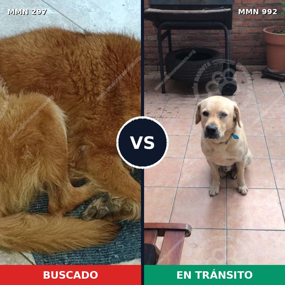 Comparativa MMS 15736: mascota perdida y mascota encontrada, 33% de similitud