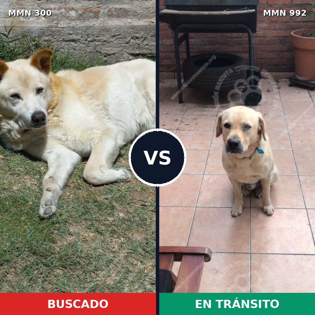 Comparativa MMS 15737: mascota perdida y mascota encontrada, 52% de similitud