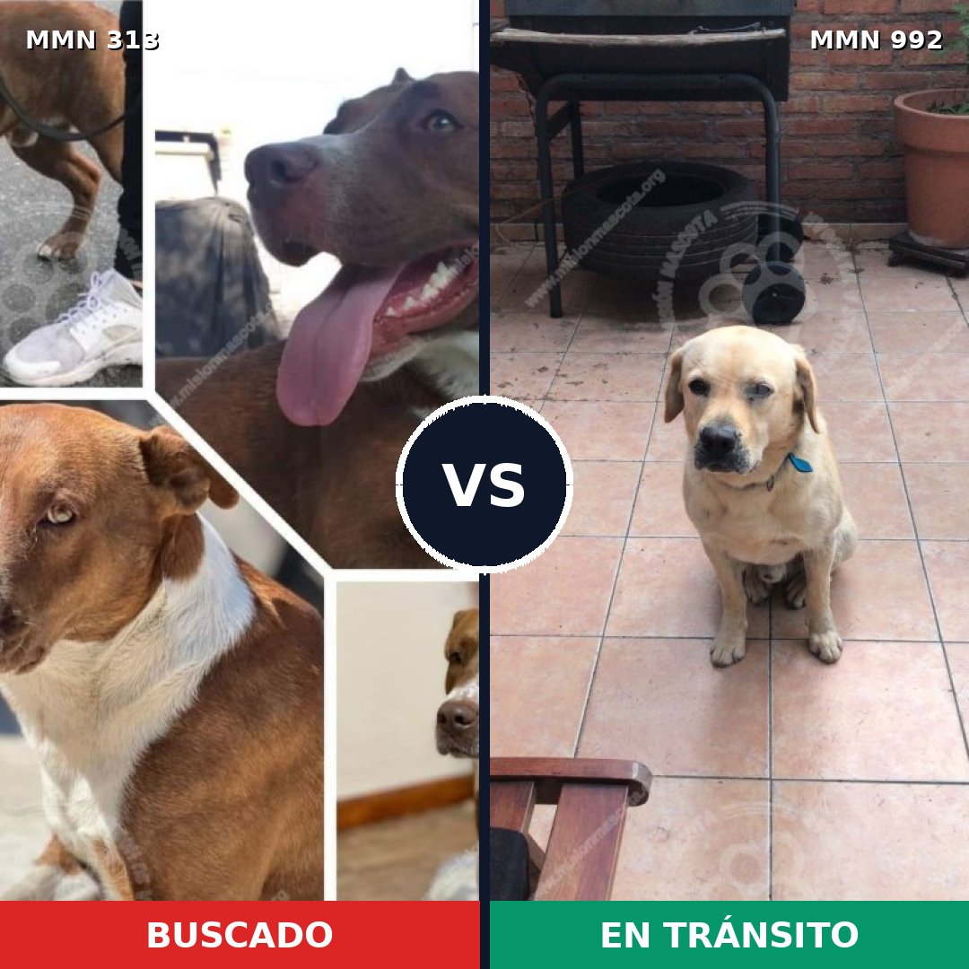 Comparativa MMS 15738: mascota perdida y mascota encontrada, 37% de similitud