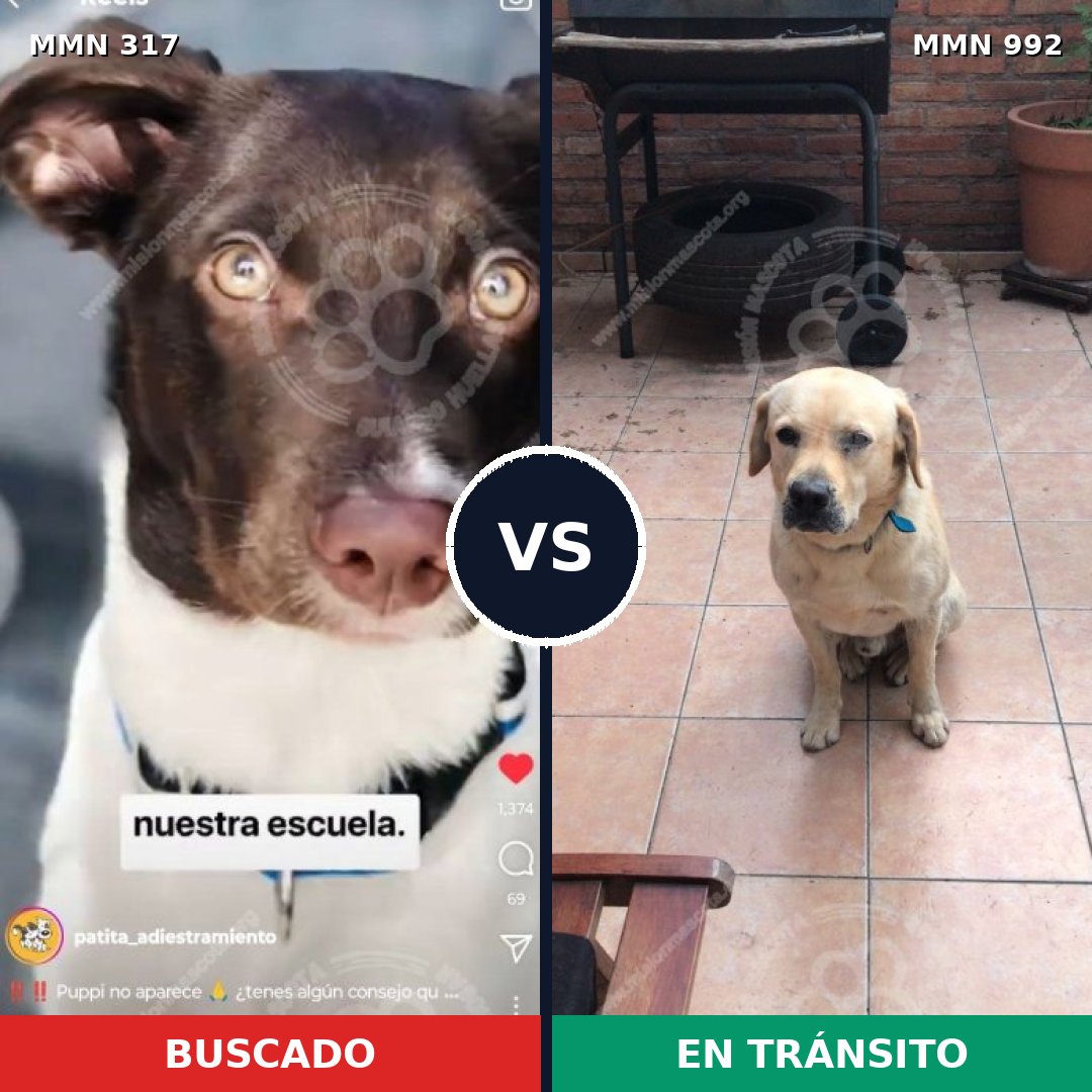 Comparativa MMS 15739: mascota perdida y mascota encontrada, 17% de similitud
